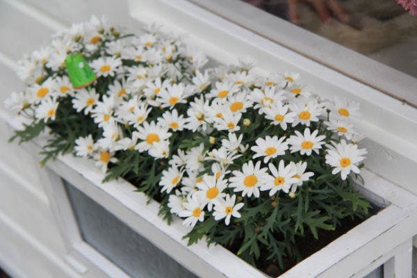 Blomsterpynt Blomsterpynt
